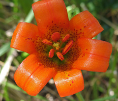 Lilium maritimum