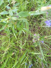 Silene latifolia alba