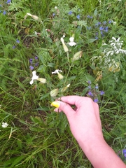 Silene latifolia alba