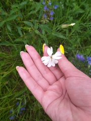Silene latifolia alba