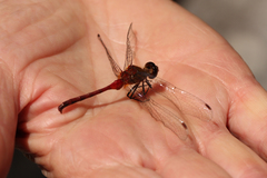 Sympetrum rubicundulum