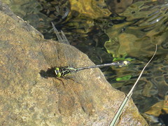 Asiagomphus pacificus