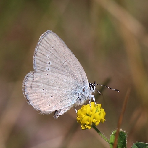 Small Blue