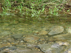 Asiagomphus pacificus