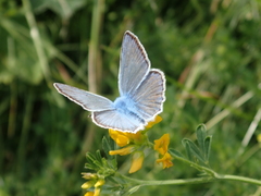 Polyommatus daphnis