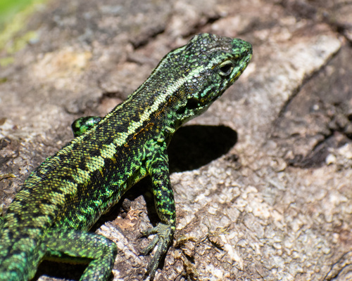 Common Painted Smooth throated Lizard Liolaemus Pictus Snakes And common-painted-smooth-throated-lizard-liolaemus-pictus-snakes-and