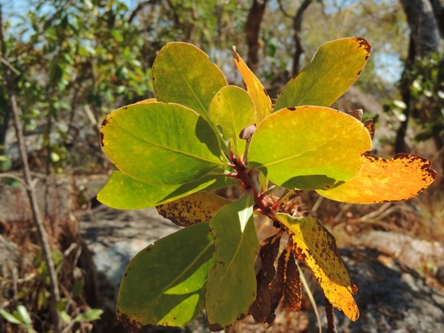 Angolan protea (Protea angolensis)