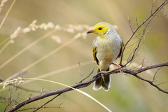 White-Plumed Honeyeater photo 5