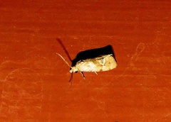 Gynnidomorpha romonana