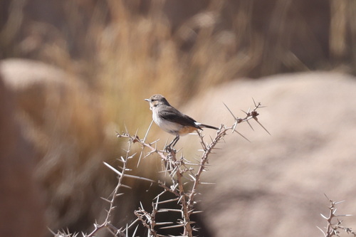 Arabian Wheatear (Oenanthe lugentoides), photo 3