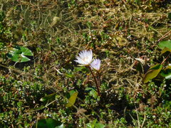 Nymphaea × daubenyana