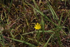 Xanthisma texanum drummondii