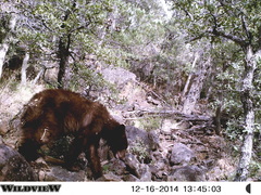 Ursus americanus machetes