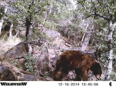 Ursus americanus machetes