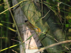 Psolodesmus mandarinus dorothea