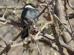 Melaniparus cinerascens