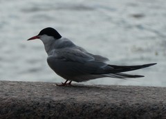 Sterna hirundo