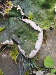 Peltigera britannica