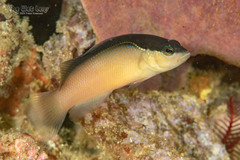 Bandit Dottyback photo 2