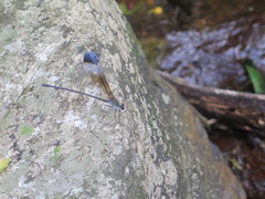 Psolodesmus mandarinus mandarinus