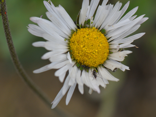 Bellis atlantica