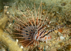 Broadbarred Firefish photo 4