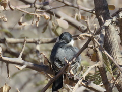 Melaniparus cinerascens