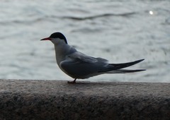 Sterna hirundo