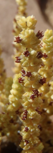 Sedum lycopodiodes (Lamarck) Kuntze