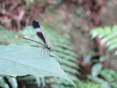 Psolodesmus mandarinus mandarinus
