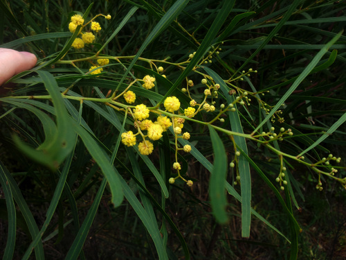 Acacia saligna