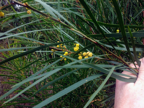 Acacia saligna