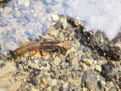 Psolodesmus mandarinus