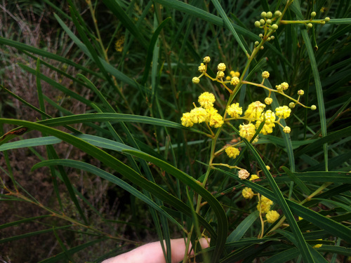 Acacia saligna