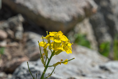 Erysimum perenne