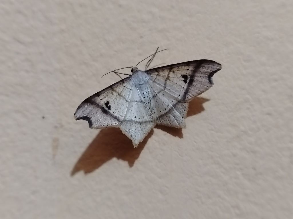 Macaria specifica