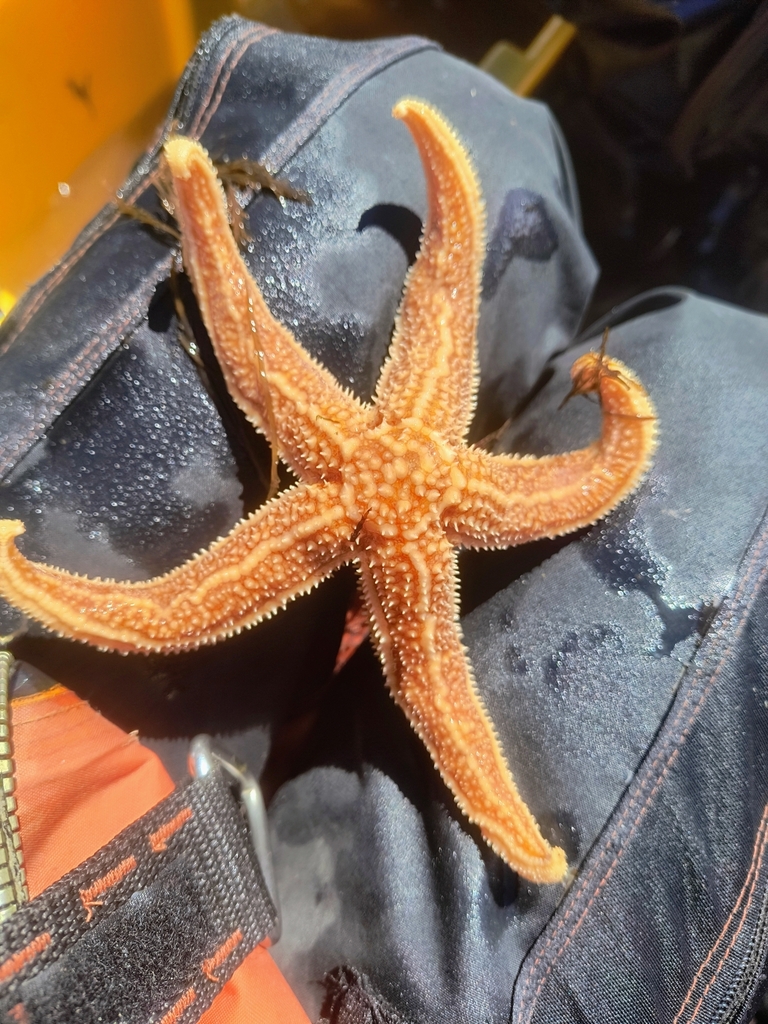 Bruce's Starfish