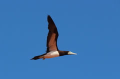 Sula leucogaster plotus