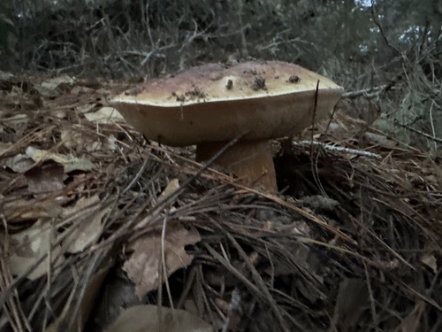 Boletus edulis