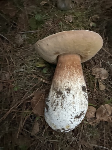Boletus edulis (Photo 3 of 3)