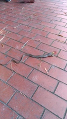 Fowlea flavipunctata