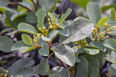 Frangula californica occidentalis