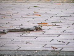 Fowlea flavipunctata