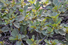 Frangula californica occidentalis