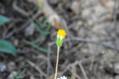 Arnica discoidea