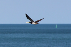 Sula leucogaster plotus