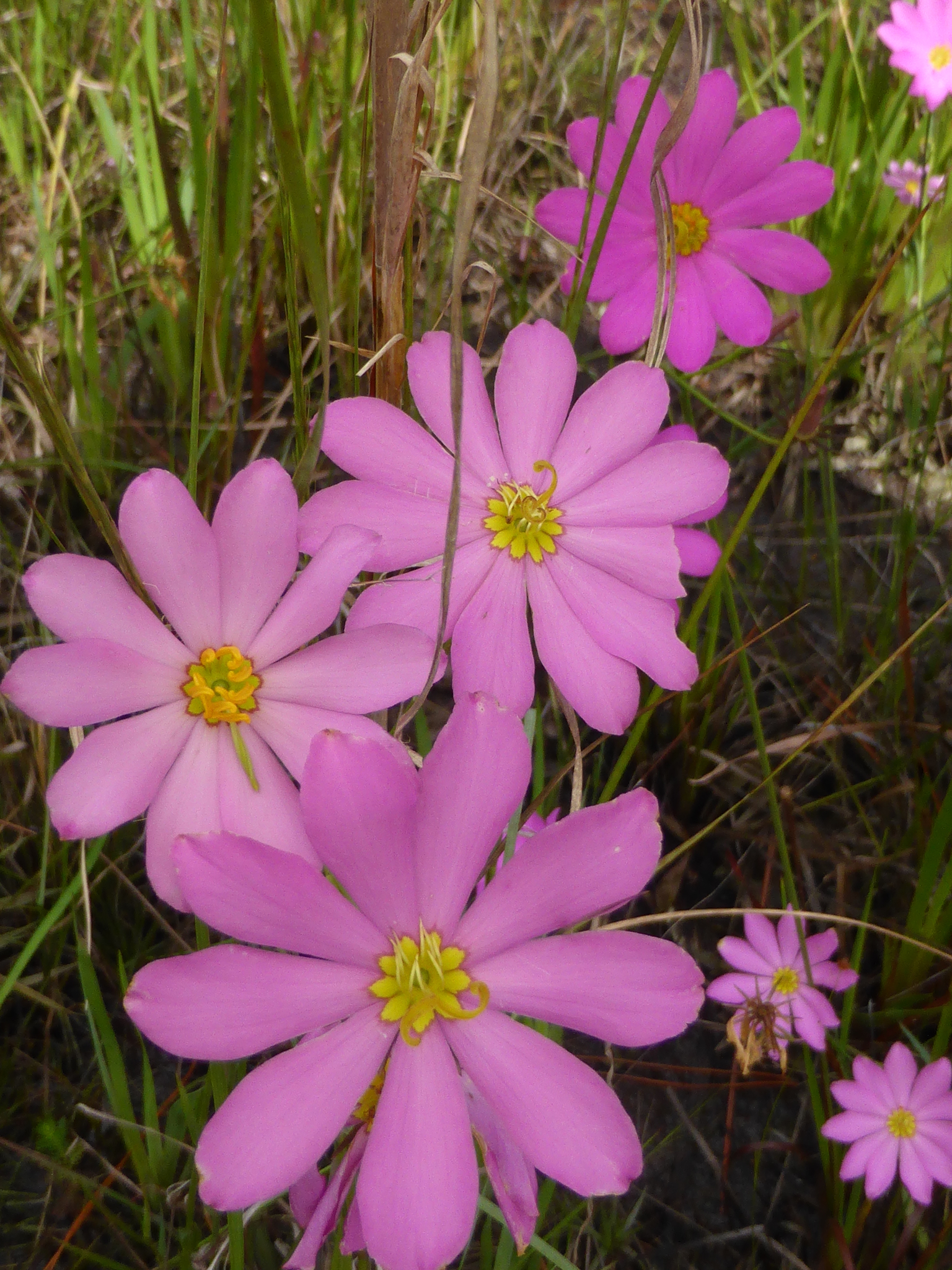 Sabatia decandra