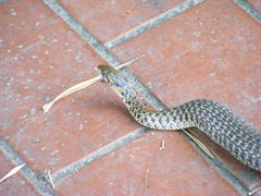 Fowlea flavipunctata