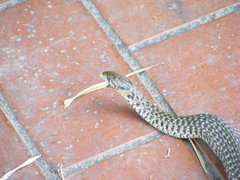 Fowlea flavipunctata