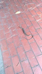 Fowlea flavipunctata